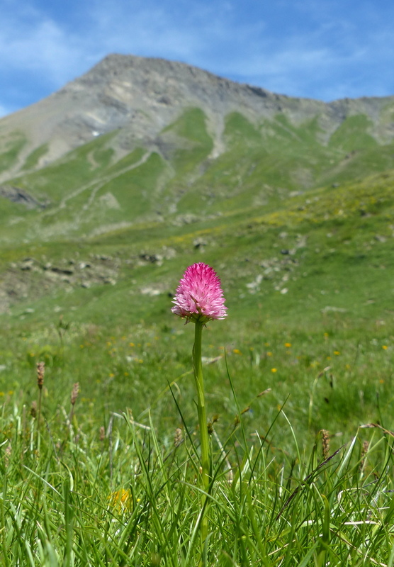 Nigritella corneliana, una regina nelle Alpi occidentali  Savoia francese   luglio 2023.